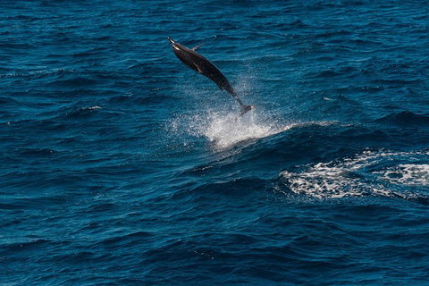 Swim With Whale Sharks- The Largest Fish In The World! - Foster Accommodation 31