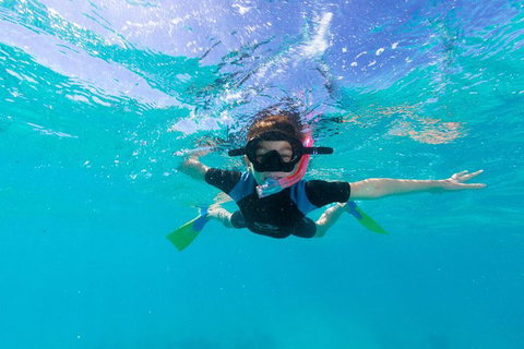 Swim With Whale Sharks- The Largest Fish In The World! - Foster Accommodation 19