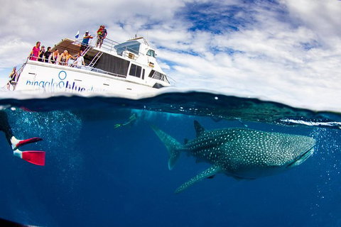 Swim With Whale Sharks- The Largest Fish In The World! - Foster Accommodation 35