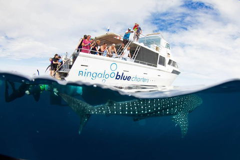 VIP Luxury Chartered Escapes, Exploring The Reef At Your Own Pace - Foster Accommodation 0