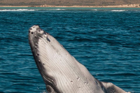 VIP Luxury Chartered Escapes, Exploring The Reef At Your Own Pace - Foster Accommodation 3