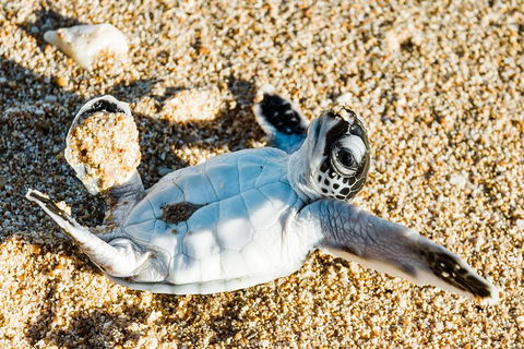 VIP Luxury Chartered Escapes, Exploring The Reef At Your Own Pace - Foster Accommodation 38