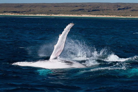 VIP Luxury Chartered Escapes, Exploring The Reef At Your Own Pace - Foster Accommodation 7