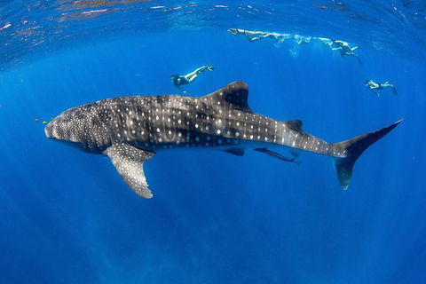 VIP Luxury Chartered Escapes, Exploring The Reef At Your Own Pace - Foster Accommodation 27