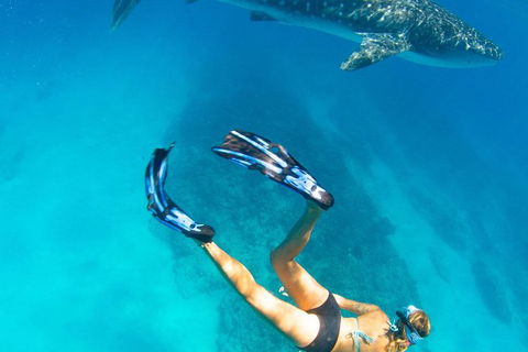 VIP Luxury Chartered Escapes, Exploring The Reef At Your Own Pace - Foster Accommodation 26