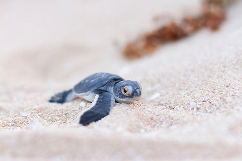 VIP Luxury Chartered Escapes, Exploring The Reef At Your Own Pace - Foster Accommodation 6