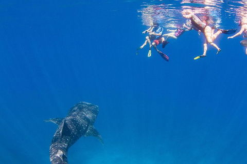 VIP Luxury Chartered Escapes, Exploring The Reef At Your Own Pace - Foster Accommodation 22