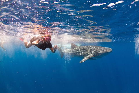 VIP Luxury Chartered Escapes, Exploring The Reef At Your Own Pace - Foster Accommodation 8
