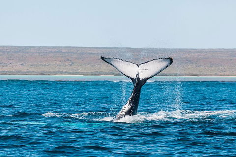 VIP Luxury Chartered Escapes, Exploring The Reef At Your Own Pace - Foster Accommodation 12