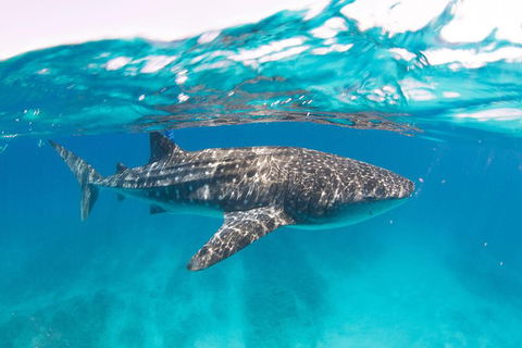 VIP Luxury Chartered Escapes, Exploring The Reef At Your Own Pace - Foster Accommodation 15