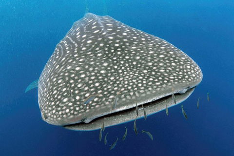 VIP Luxury Chartered Escapes, Exploring The Reef At Your Own Pace - Foster Accommodation 46