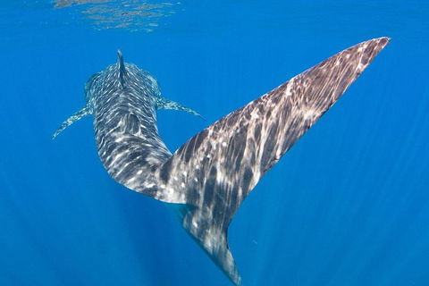 VIP Luxury Chartered Escapes, Exploring The Reef At Your Own Pace - Foster Accommodation 37