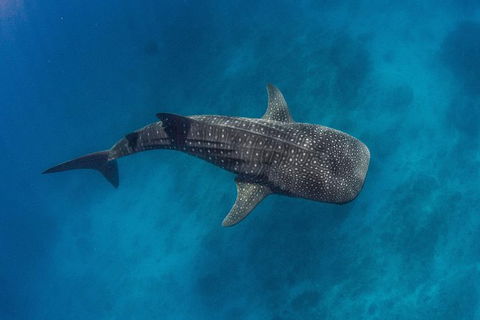 VIP Luxury Chartered Escapes, Exploring The Reef At Your Own Pace - Foster Accommodation 34