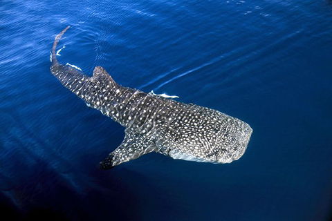 VIP Luxury Chartered Escapes, Exploring The Reef At Your Own Pace - Foster Accommodation 30