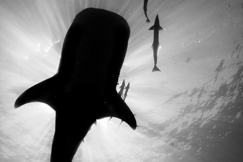 VIP Luxury Chartered Escapes, Exploring The Reef At Your Own Pace - Foster Accommodation 16