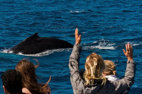 VIP Luxury Chartered Escapes, Exploring The Reef At Your Own Pace - Foster Accommodation 21