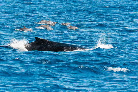 VIP Luxury Chartered Escapes, Exploring The Reef At Your Own Pace - Foster Accommodation 19