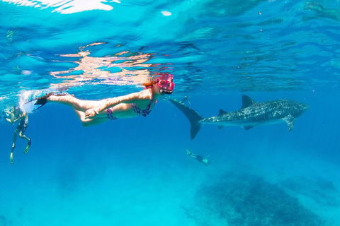 VIP Luxury Chartered Escapes, Exploring The Reef At Your Own Pace - Foster Accommodation 35