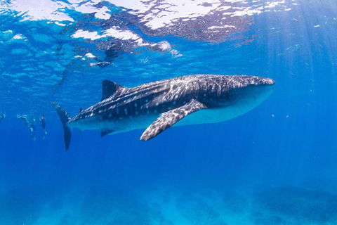 VIP Luxury Chartered Escapes, Exploring The Reef At Your Own Pace - Foster Accommodation 9