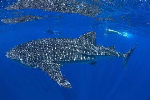 VIP Luxury Chartered Escapes, Exploring The Reef At Your Own Pace - Foster Accommodation 31
