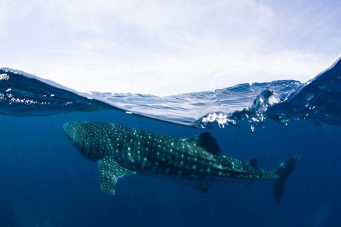 VIP Luxury Chartered Escapes, Exploring The Reef At Your Own Pace - Foster Accommodation 51