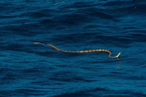 VIP Luxury Chartered Escapes, Exploring The Reef At Your Own Pace - Foster Accommodation 23
