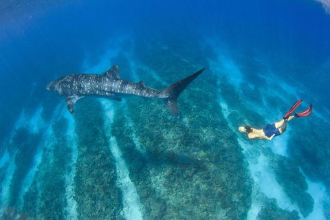 VIP Luxury Chartered Escapes, Exploring The Reef At Your Own Pace - Foster Accommodation 47