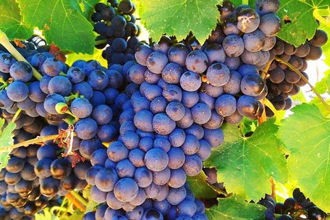 Swan Valley Wine Time (Private) Day Tour - Foster Accommodation 17