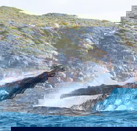 Jet Boat Whale Watching Safari from Dunsborough - Foster Accommodation