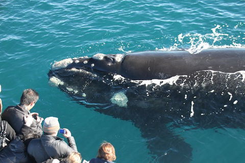 Augusta Whale Watching Eco Tour - Foster Accommodation 0