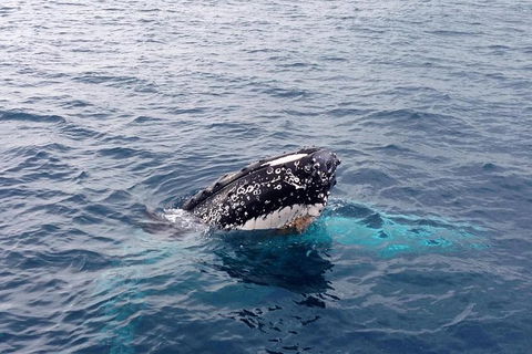 Augusta Whale Watching Eco Tour - Foster Accommodation 1