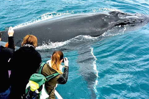 Augusta Whale Watching Eco Tour - Foster Accommodation 3
