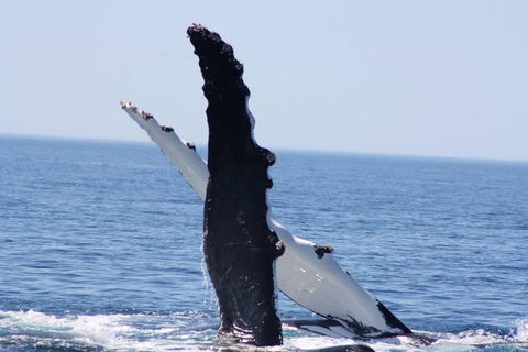 Augusta Whale Watching Eco Tour - Foster Accommodation 4