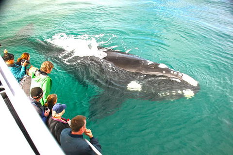 Augusta Whale Watching Eco Tour - Foster Accommodation 7