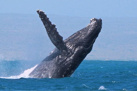 Sunset Cruise Wildlife Watching - Foster Accommodation 0