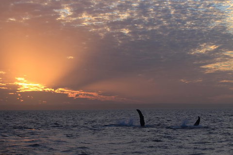 Sunset Cruise Wildlife Watching - Foster Accommodation 5