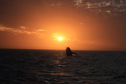 Sunset Cruise Wildlife Watching - Foster Accommodation 4