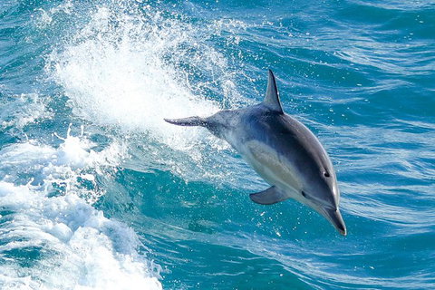 Wilsons Promontory Full Day Cruise - Foster Accommodation 8