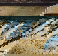 Half Day Phillip Island Penguin Parade PLUS Tour - Foster Accommodation