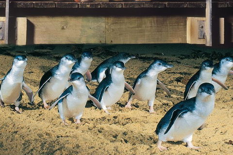 Half Day Phillip Island Penguin Parade PLUS Tour - Foster Accommodation 0