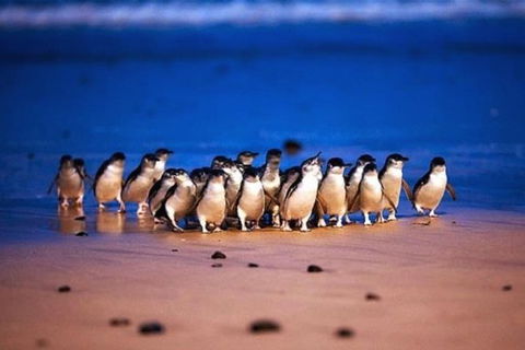 Half Day Phillip Island Penguin Parade PLUS Tour - Foster Accommodation 1