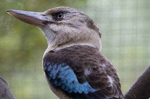 Australian Wildlife Tour At Melbourne Zoo - Foster Accommodation 1