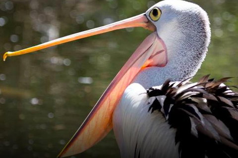 Steam Train, Yarra Valley & Healesville Wildlife Sanctuary Full Day Tour - Foster Accommodation 4