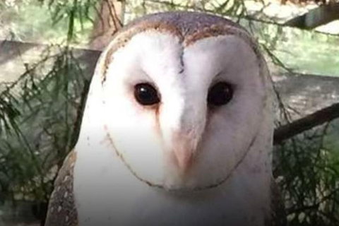 Steam Train, Yarra Valley & Healesville Wildlife Sanctuary Full Day Tour - Foster Accommodation 5