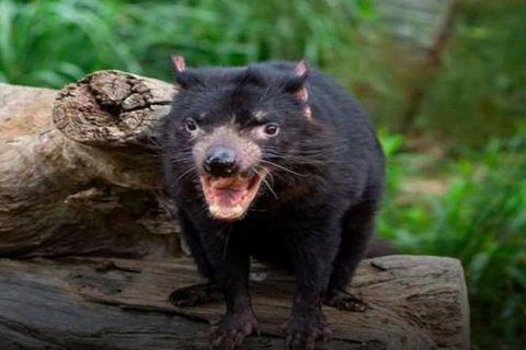 Steam Train, Yarra Valley & Healesville Wildlife Sanctuary Full Day Tour - Foster Accommodation 8