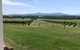 Yarra Valley, Dandenong Ranges Inc. Lunch With Wine,plus Morning Tea,chocolate - thumb 7