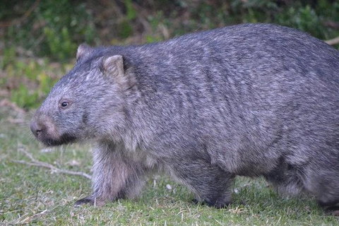 Wilsons Promontory Walks And Wildlife Tour From Melbourne - Foster Accommodation 6