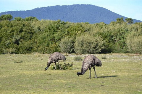 Wilsons Promontory Walks And Wildlife Tour From Melbourne - Foster Accommodation 7