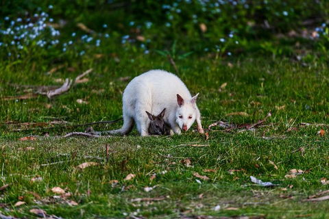 Bruny Island All Inclusive Gourmet Day Trip From Hobart - Foster Accommodation 26