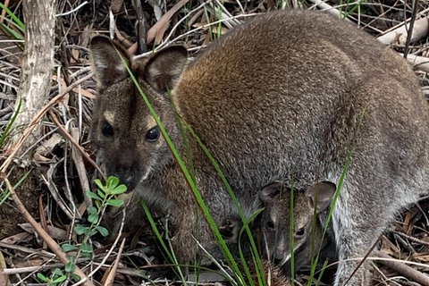 Wineglass Bay And Freycinet National Park Active Day Trip From Hobart - Foster Accommodation 32